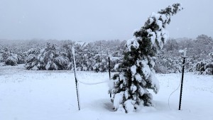 Winter storm bends tree under snow weight